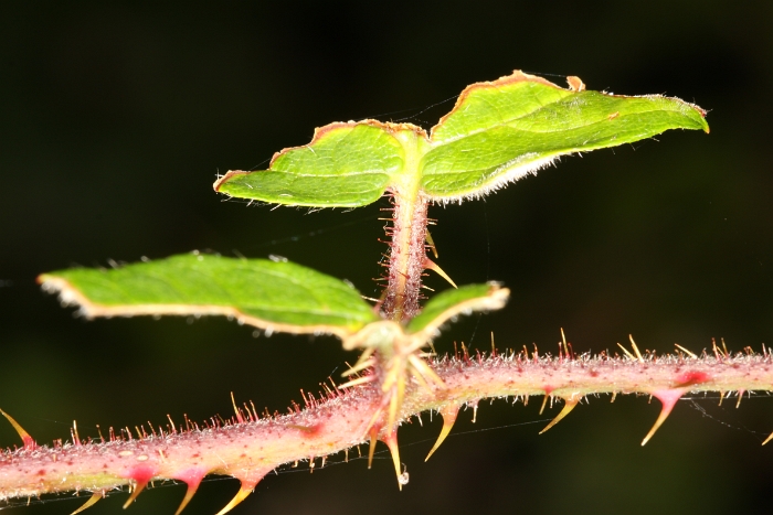 Macro chalet aout 2011 - 023